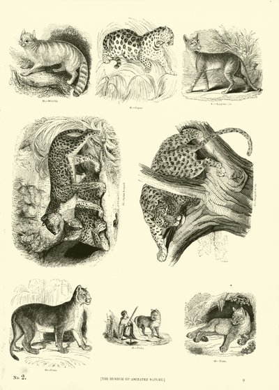 Seite aus dem Pictorial Museum of Animated Nature von English School