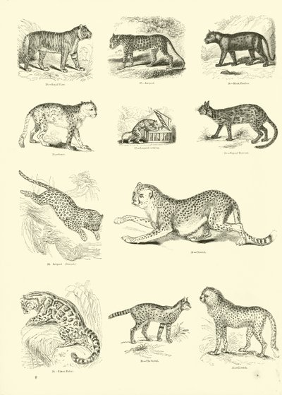Seite aus dem Pictorial Museum of Animated Nature von English School