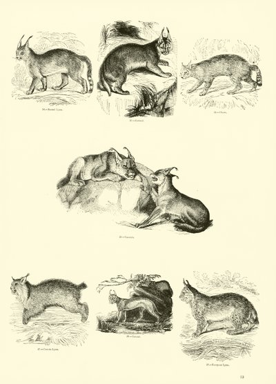 Seite aus dem Pictorial Museum of Animated Nature von English School