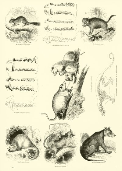 Seite aus dem Pictorial Museum of Animated Nature von English School