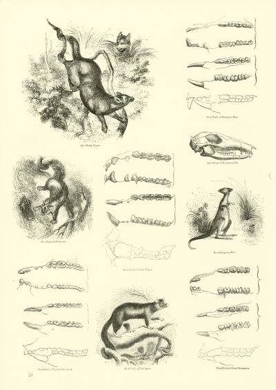 Seite aus dem Pictorial Museum of Animated Nature von English School