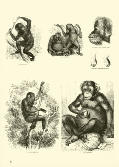 Seite aus dem Pictorial Museum of Animated Nature von English School