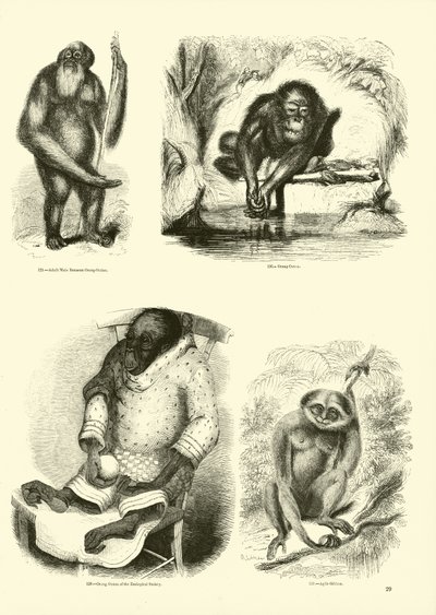 Seite aus dem Pictorial Museum of Animated Nature von English School