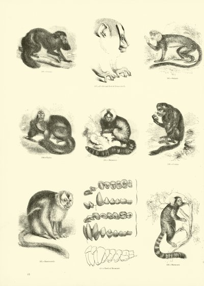 Seite aus dem Pictorial Museum of Animated Nature von English School