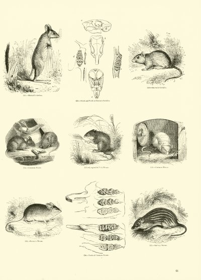 Seite aus dem Pictorial Museum of Animated Nature von English School
