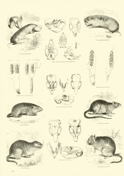 Seite aus dem Pictorial Museum of Animated Nature von English School