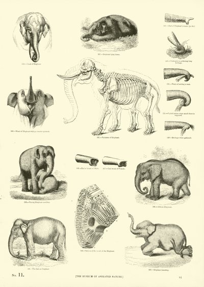 Seite aus dem Pictorial Museum of Animated Nature von English School