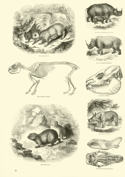 Seite aus dem Bildmuseum der belebten Natur von English School