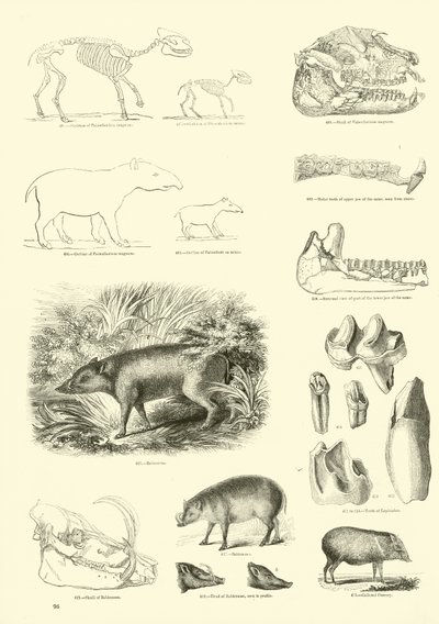 Seite aus dem Bildmuseum der belebten Natur von English School