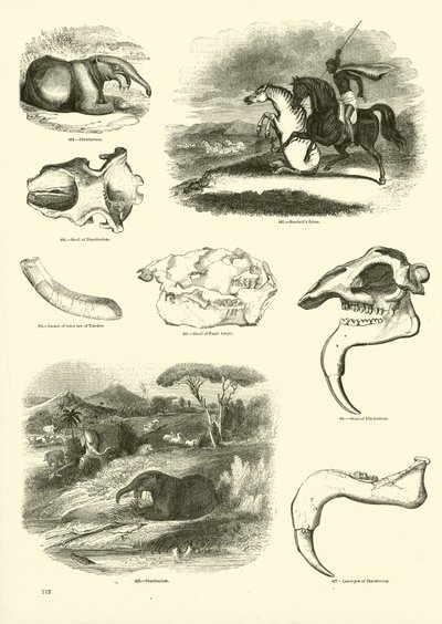 Seite aus dem Bildmuseum der belebten Natur von English School