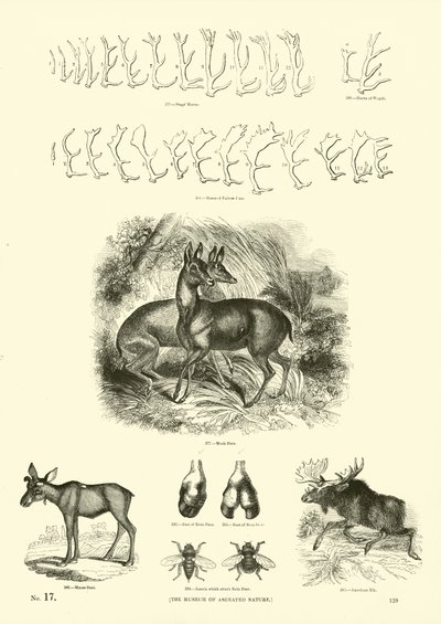 Seite aus dem Bildmuseum der belebten Natur von English School