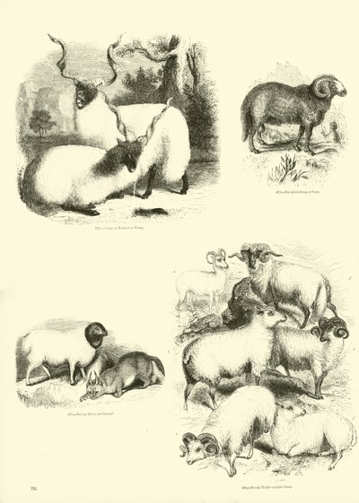 Seite aus dem Bildmuseum der belebten Natur von English School