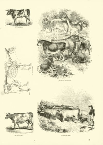 Seite aus dem Bildmuseum der belebten Natur von English School