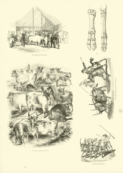 Seite aus dem Bildmuseum der belebten Natur von English School