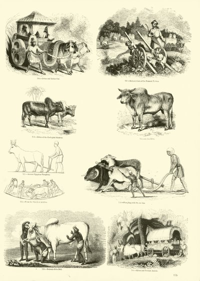 Seite aus dem Bildmuseum der belebten Natur von English School