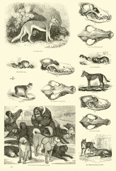 Seite aus dem Bildmuseum der belebten Natur von English School