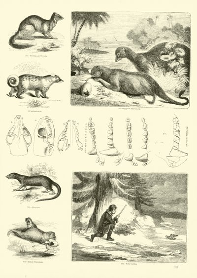 Seite aus dem Bildmuseum der belebten Natur von English School