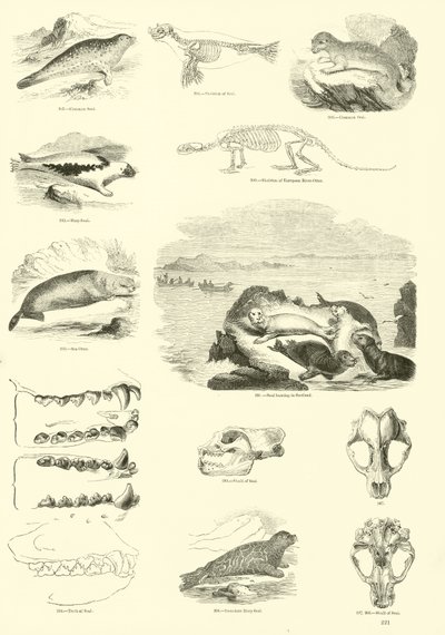 Seite aus dem Bildmuseum der belebten Natur von English School