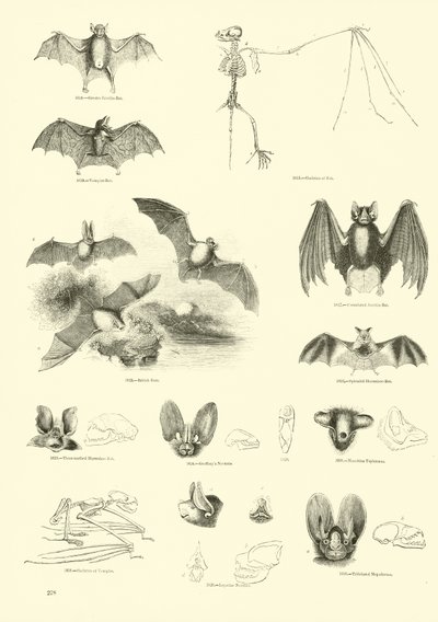 Seite aus dem Bildmuseum der belebten Natur von English School