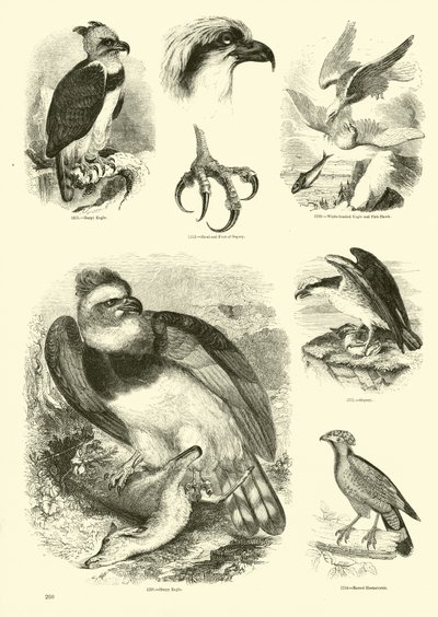 Seite aus dem Bildmuseum der belebten Natur von English School