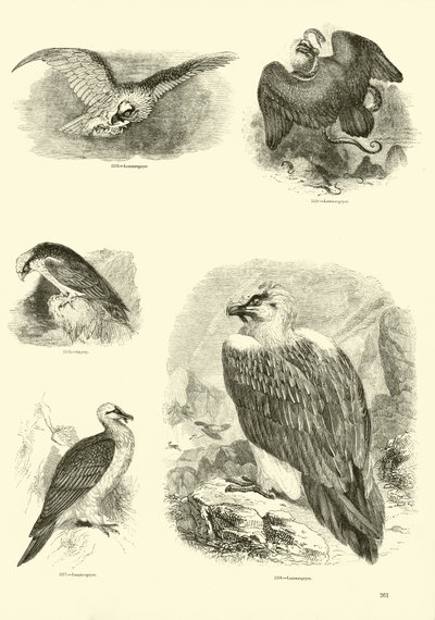 Seite aus dem Bildmuseum der belebten Natur von English School