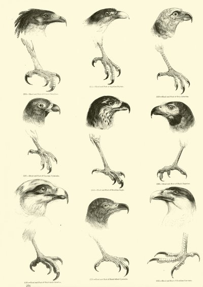Seite aus dem Bildmuseum der belebten Natur von English School