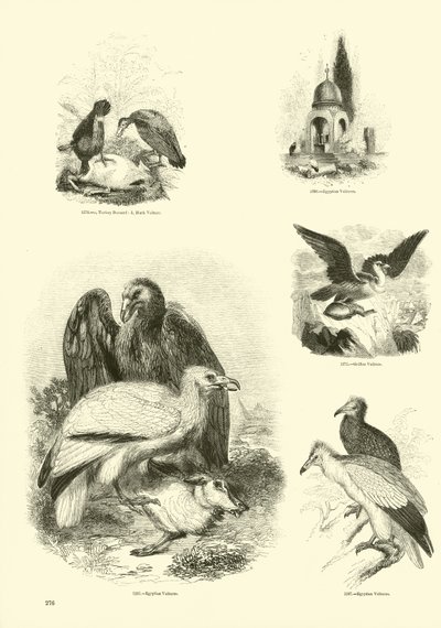Seite aus dem Bildmuseum der belebten Natur von English School