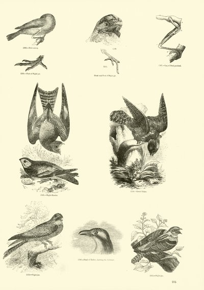 Seite aus dem Bildmuseum der belebten Natur von English School