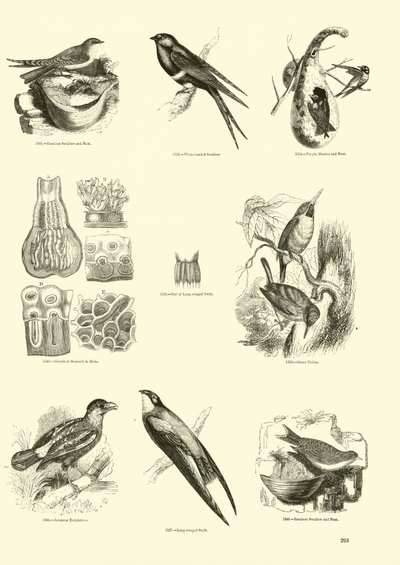 Seite aus dem Bildmuseum der belebten Natur von English School