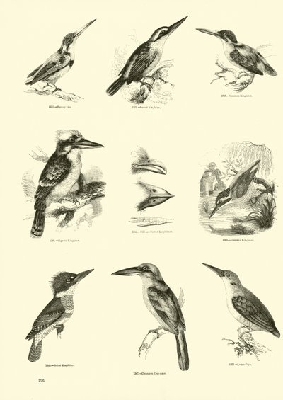 Seite aus dem Bildmuseum der belebten Natur von English School