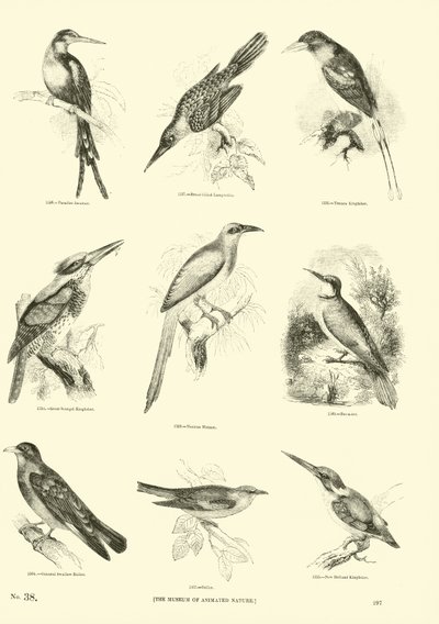 Seite aus dem Bildmuseum der belebten Natur von English School