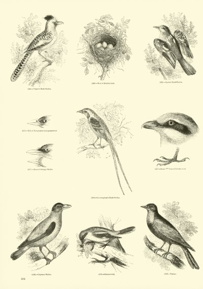 Seite aus dem Bildmuseum der belebten Natur von English School