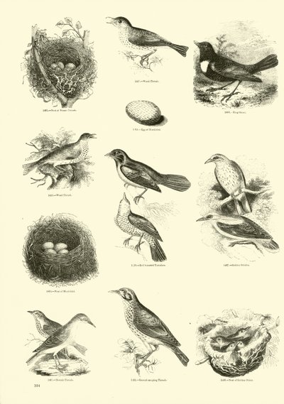 Seite aus dem Bildmuseum der belebten Natur von English School