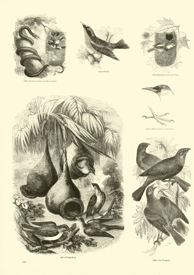 Seite aus dem Bildmuseum der belebten Natur von English School