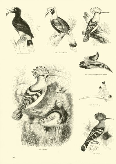 Seite aus dem Bildmuseum der belebten Natur von English School