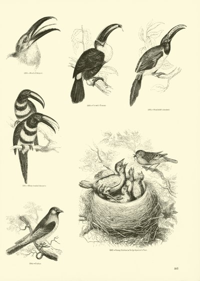 Seite aus dem Bildmuseum der belebten Natur von English School