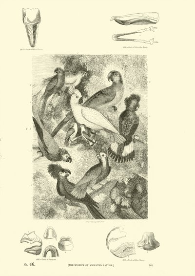 Seite aus dem Bildmuseum der belebten Natur von English School