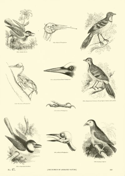 Seite aus dem Bildmuseum der belebten Natur von English School