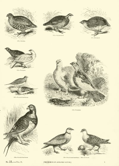 Seite aus dem Bildmuseum der belebten Natur von English School