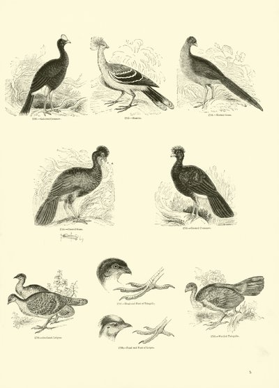 Seite aus dem Bildmuseum der belebten Natur von English School