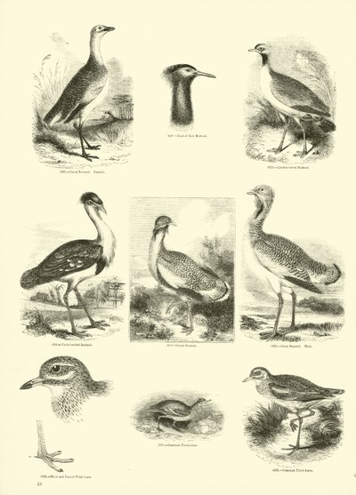Seite aus dem Bildmuseum der belebten Natur von English School