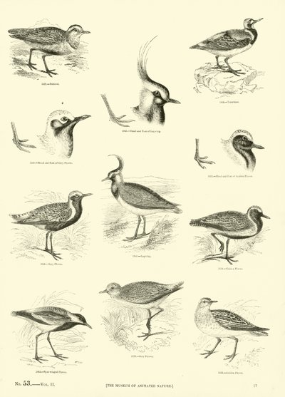Seite aus dem Bildmuseum der belebten Natur von English School