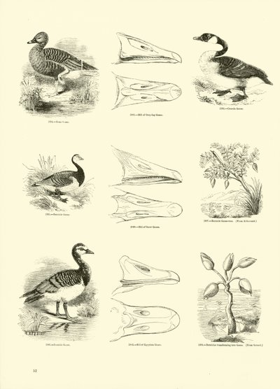 Seite aus dem Bildmuseum der belebten Natur von English School