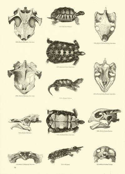 Seite aus dem Bildmuseum der belebten Natur von English School