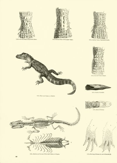 Seite aus dem Bildmuseum der belebten Natur von English School