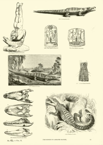 Seite aus dem Bildmuseum der belebten Natur von English School