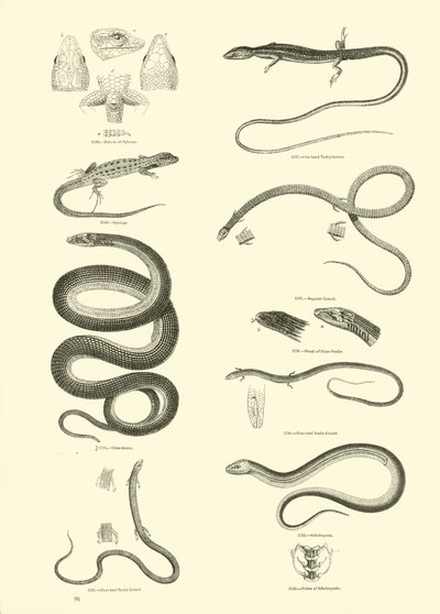 Seite aus dem Bildmuseum der belebten Natur von English School