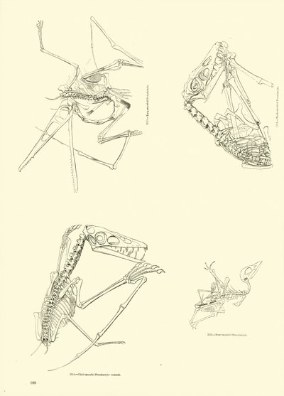 Seite aus dem Bildmuseum der belebten Natur von English School