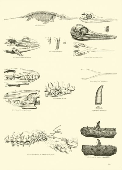 Seite aus dem Bildmuseum der belebten Natur von English School