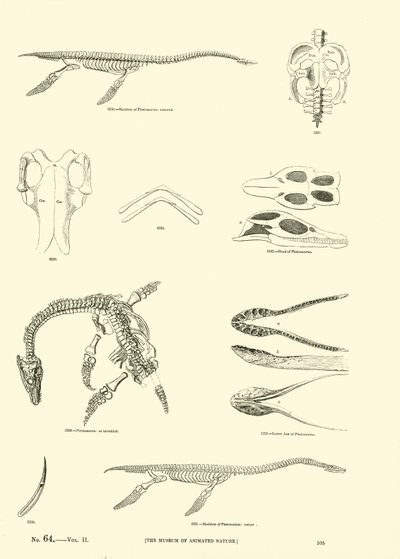 Seite aus dem Bildmuseum der belebten Natur von English School
